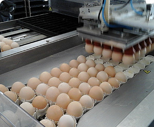 Ovos para incubação